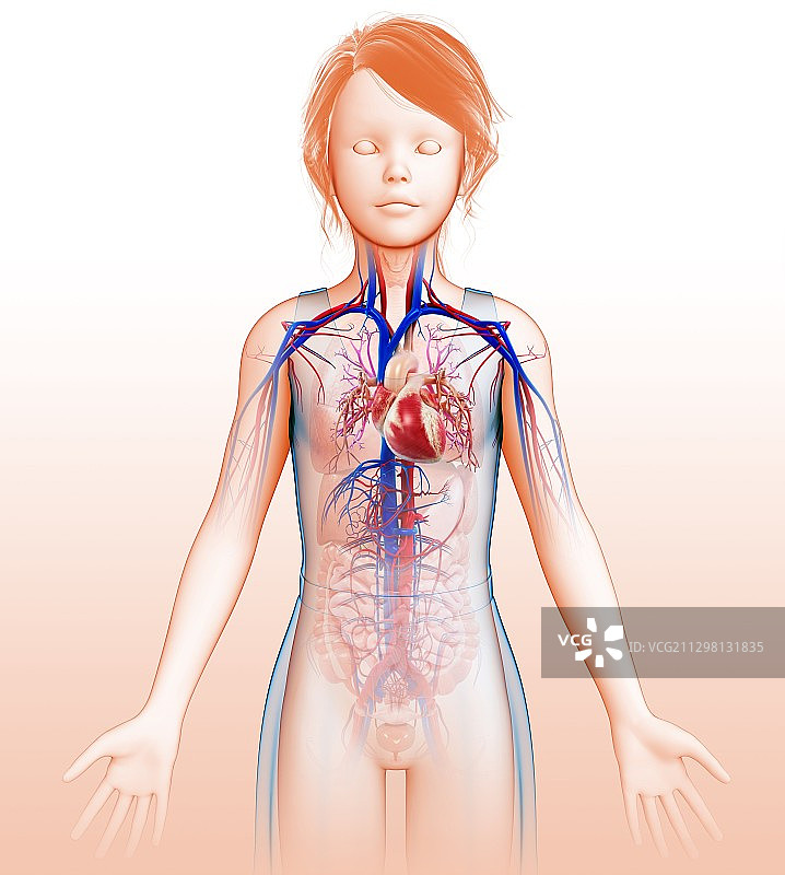 心血管系统、插图图片素材