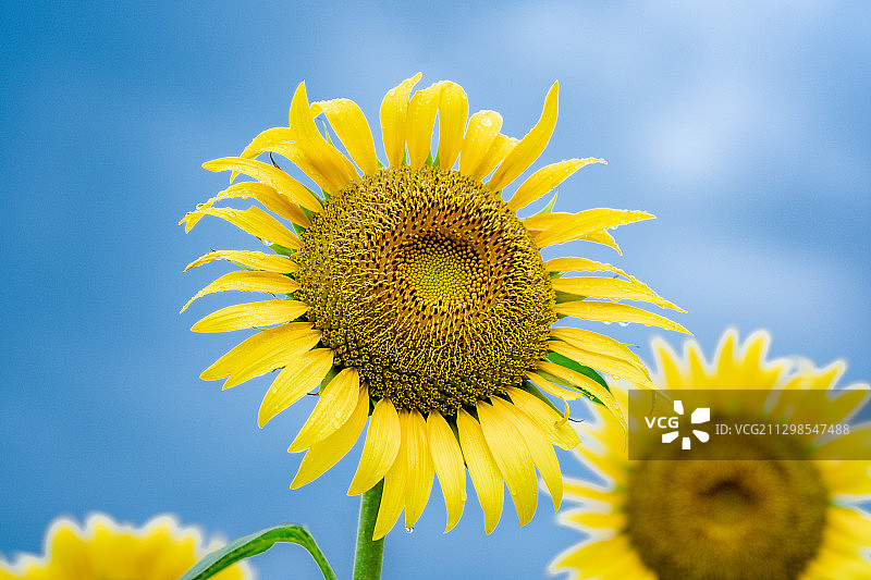 Sunflower图片素材