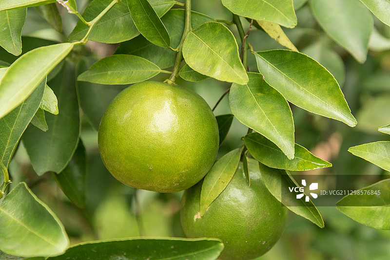 生长在树上的柠檬特写，泰国班纳桑图片素材