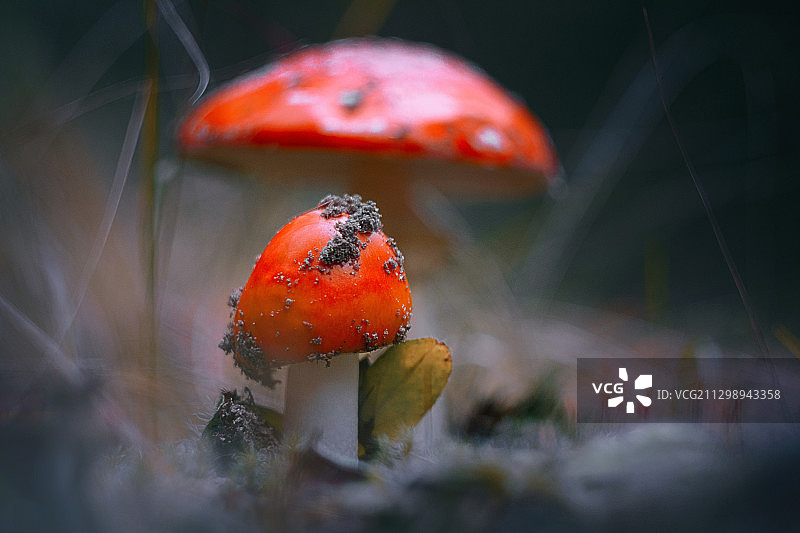 俄罗斯拉祖姆诺耶的野地上飞木耳蘑菇的特写图片素材