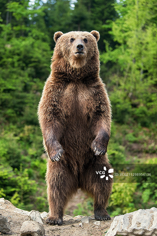 乌克兰，乌克兰，熊中的棕熊图片素材