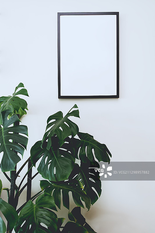 白色墙壁上的盆栽，空白画框的特写图片素材