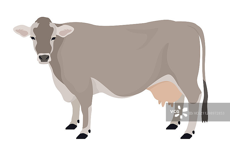 棕色瑞士牛是家养扁平牛的品种图片素材
