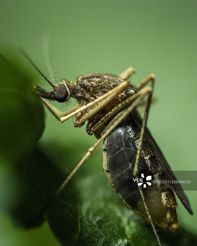 昆虫在叶子上的特写，塔克洛伯，菲律宾图片素材