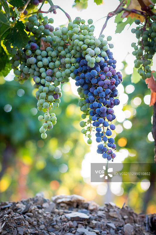 葡萄在葡萄园生长的特写图片素材