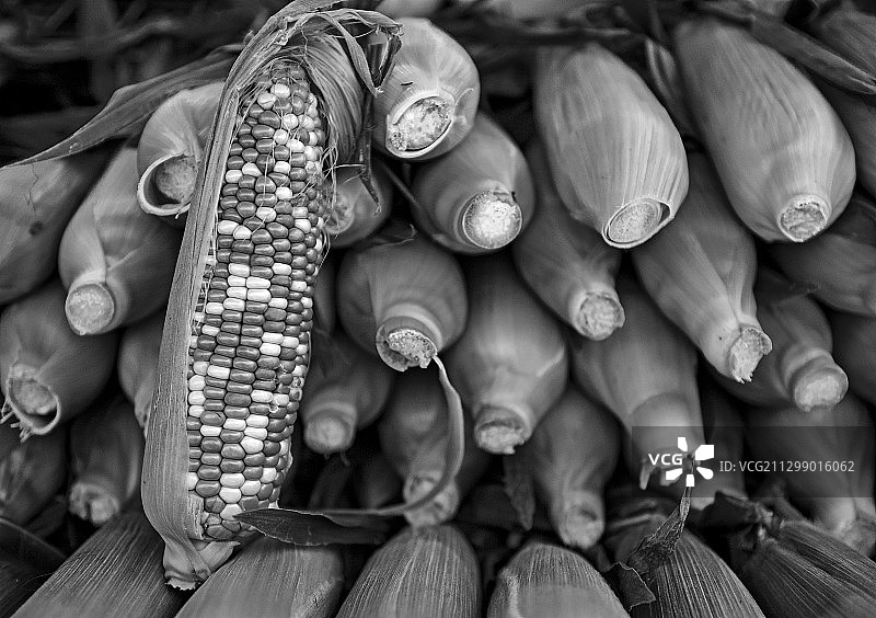 高角度的玉米出售在市场摊位，渥太华，加拿大图片素材