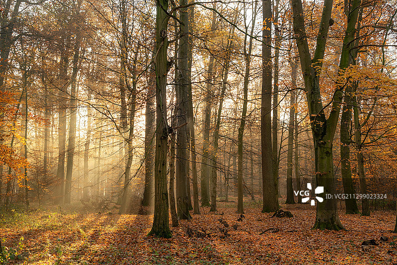 秋天森林里的树木，德国图片素材