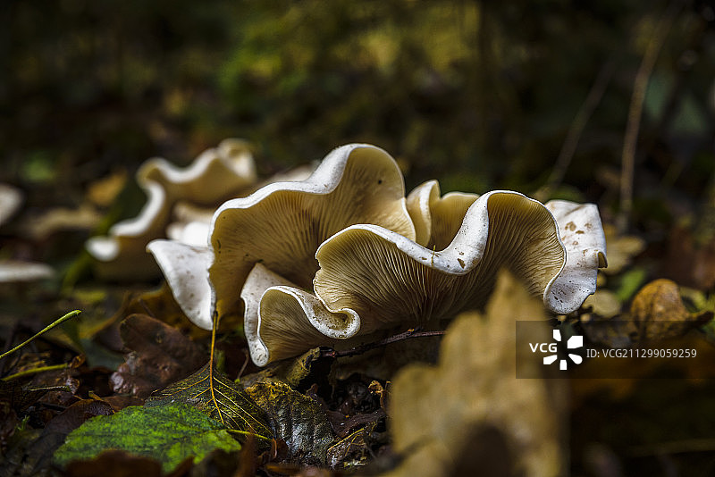 蘑菇在地里生长的特写，奥古斯特多夫，德国图片素材
