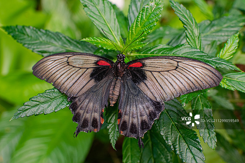 叶子上的蝴蝶特写，Puruk Cahu，印度尼西亚图片素材