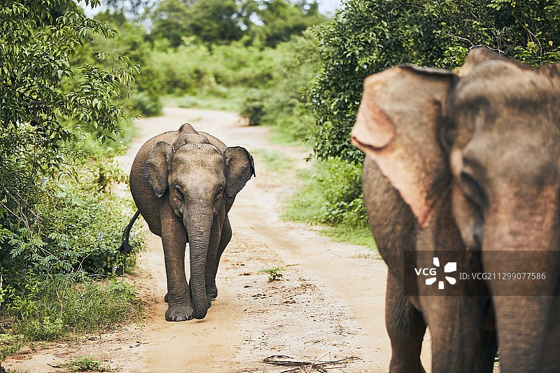 看大象走在路上图片素材