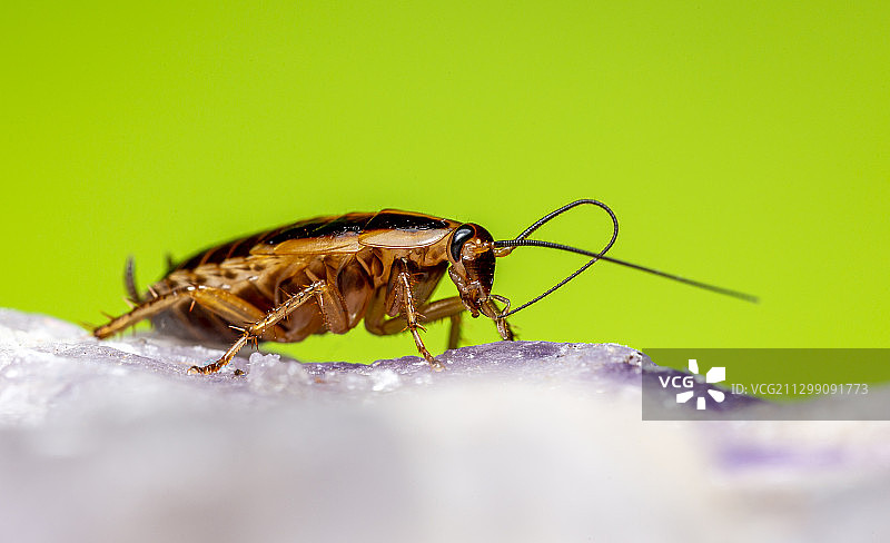 爱沙尼亚塔林，树叶上的昆虫特写图片素材