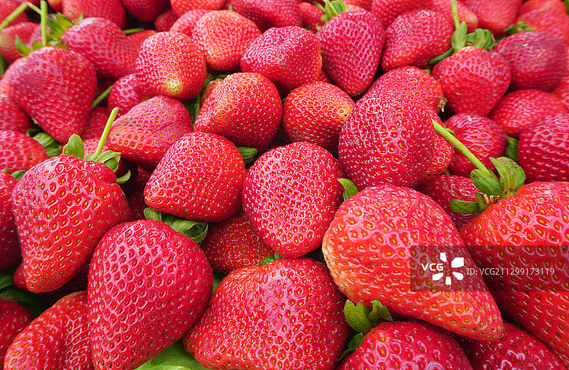 全框草莓，旧金山，美国图片素材