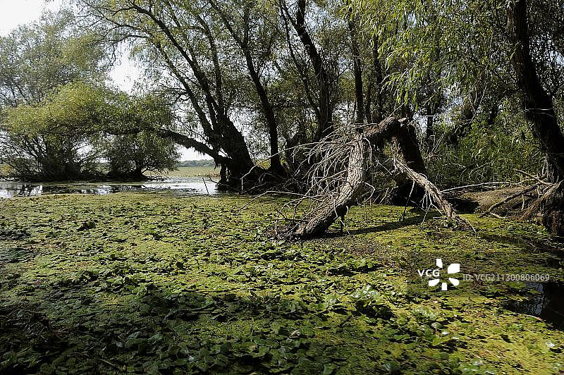 欧洲罗马尼亚多瑙河三角洲泛滥平原图片素材