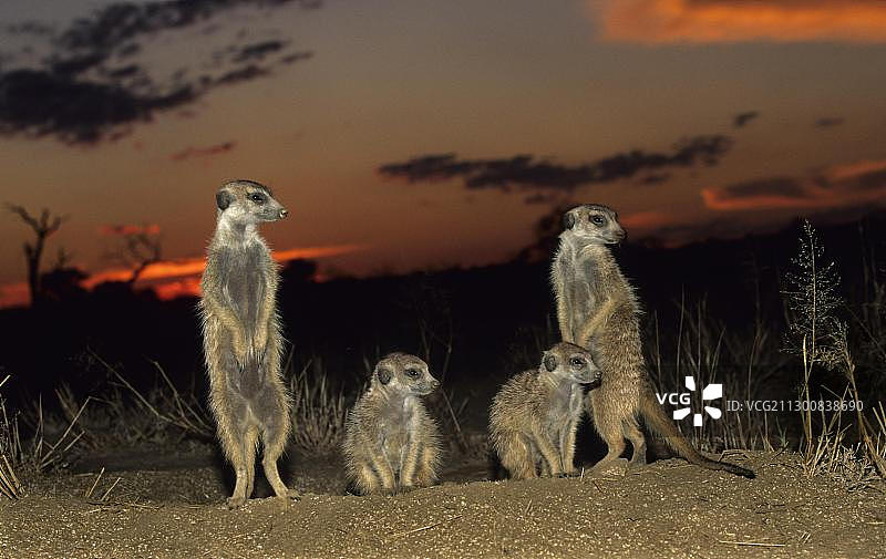 猫鼬(Suricata suricatta)，日落，卡拉哈里Kgalagadi越界公园，卡拉哈里，南非，非洲图片素材