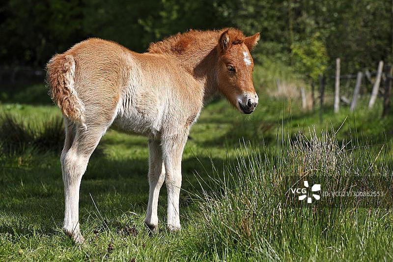 小马驹，冰岛马或矮种马(冰岛马)图片素材