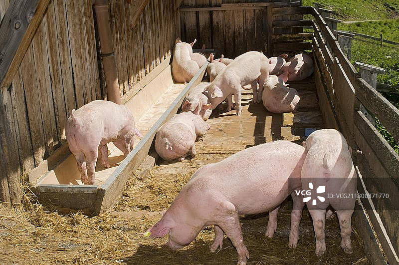 猪在一个高山牧场，斯托安卡森- alm, Hintertux，齐勒塔尔，蒂罗尔，奥地利，欧洲，欧洲图片素材