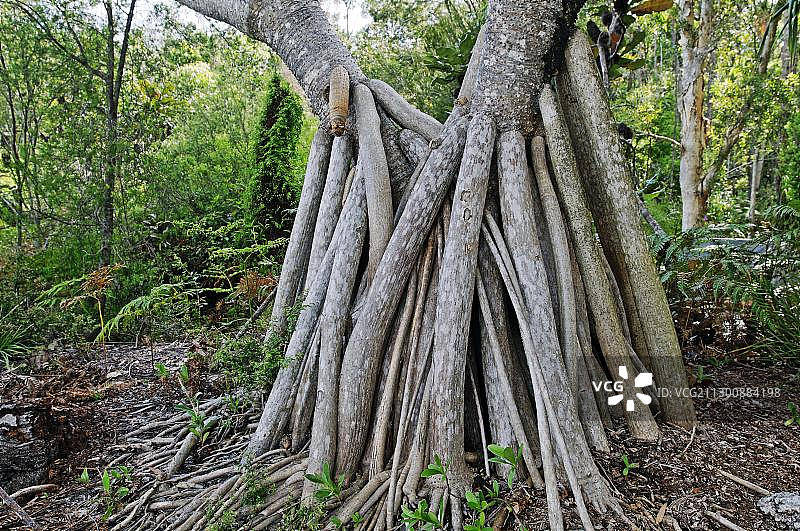 一棵树的气生根，弗雷泽岛，昆士兰，澳大利亚，大洋洲图片素材