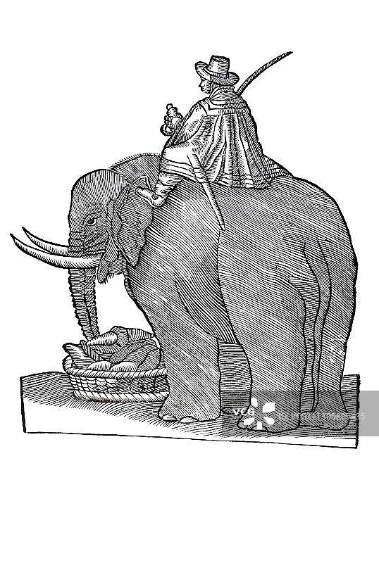 木刻，驯象人骑在大象背上，大象站在一篮饲料前，康拉德·格斯纳，《历史动物》，1551年，文艺复兴时期图片素材