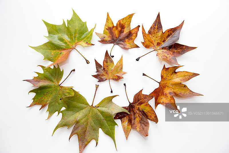 秋天季节里的枫树树叶白色底子棚拍图片素材