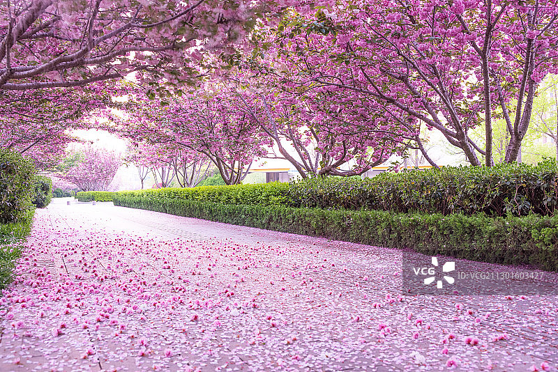 樱花步行道图片素材