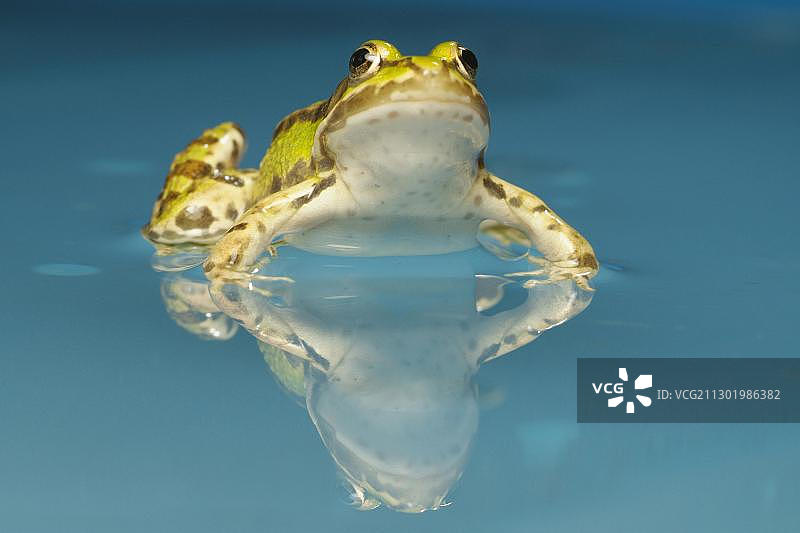 水中的可食蛙(林蛙)图片素材