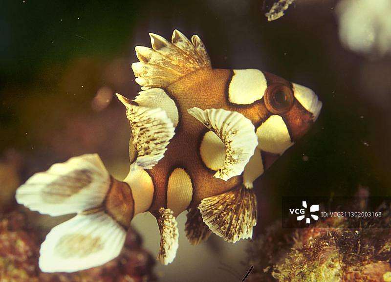 Harlequin sweetlip，菲律宾 Plectorhinchus chaetodonoides。图片素材