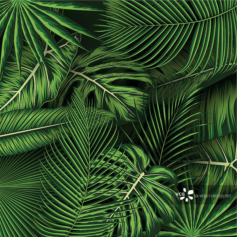 热带夏季树叶背景图片素材