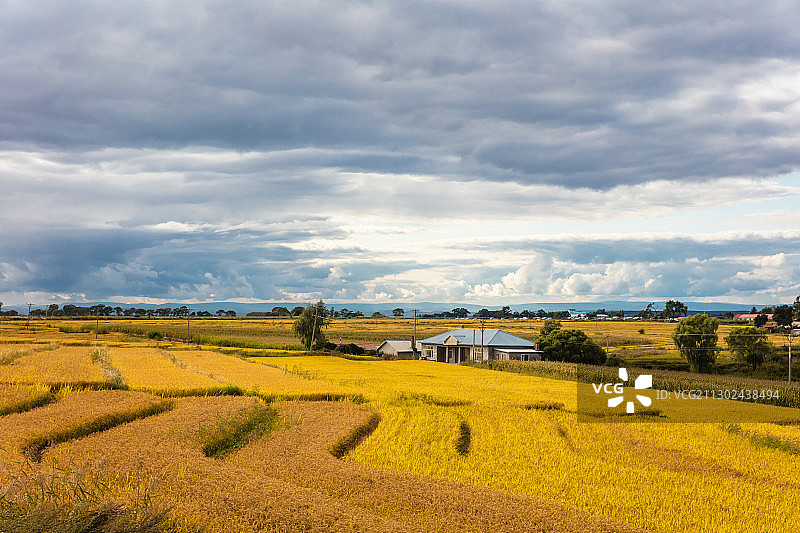 吉林松原秋季丰收的水稻田风光图片素材