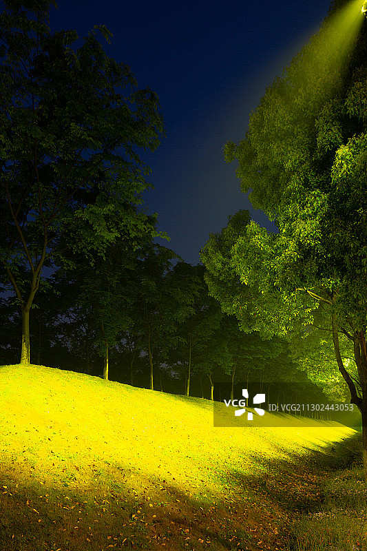 景观 夜景 树图片素材