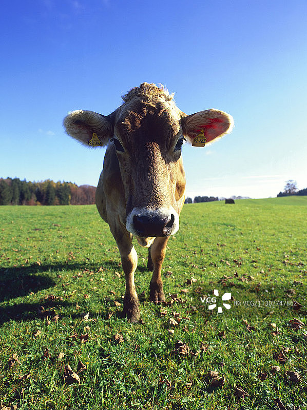 奶牛站在草地上，上巴伐利亚，德国图片素材