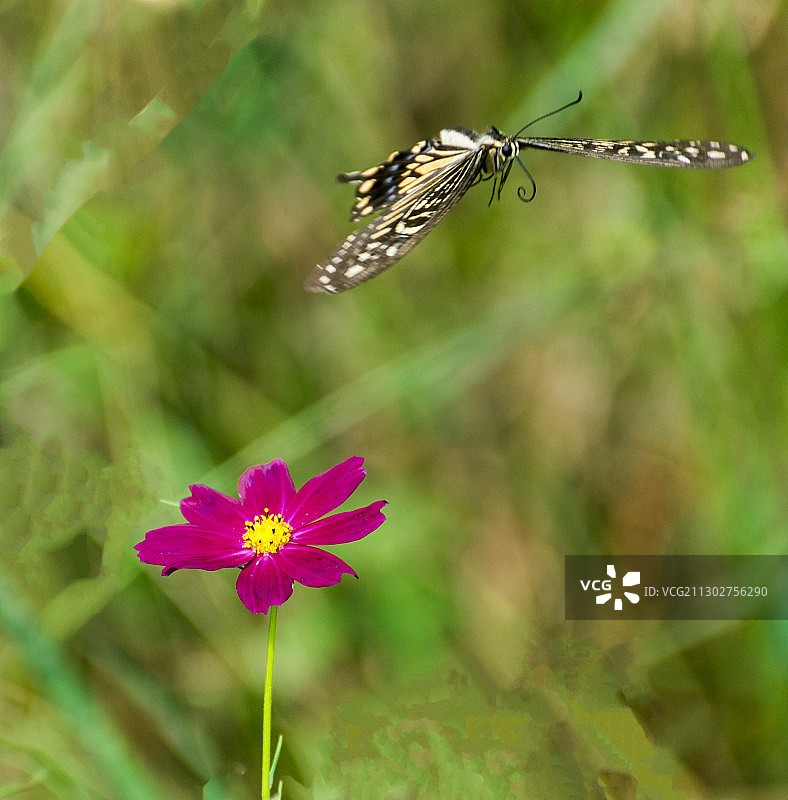 《花蝶分飞》金秋紫色格桑花格外美丽，一只美丽的蝴蝶采完花蜜，图片素材
