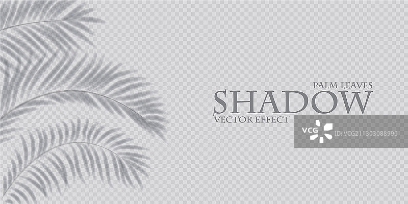 棕榈叶阴影透明效果异国设计图片素材