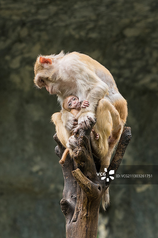 猴子坐在树枝上的特写，泰国清迈图片素材