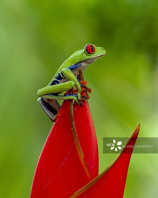 在植物上的青蛙特写，卡塔戈省，哥斯达黎加图片素材