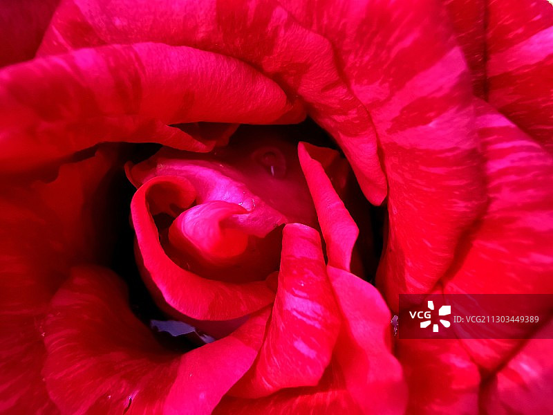 红玫瑰特写，Orhei区，摩尔多瓦图片素材