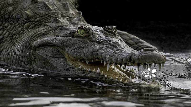 鳄鱼在湖中游泳的特写，省的蓬塔雷纳斯，哥斯达黎加图片素材
