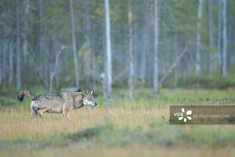 欧亚狼，狼犬，库伊卡，凯努，芬兰，与俄罗斯接壤图片素材