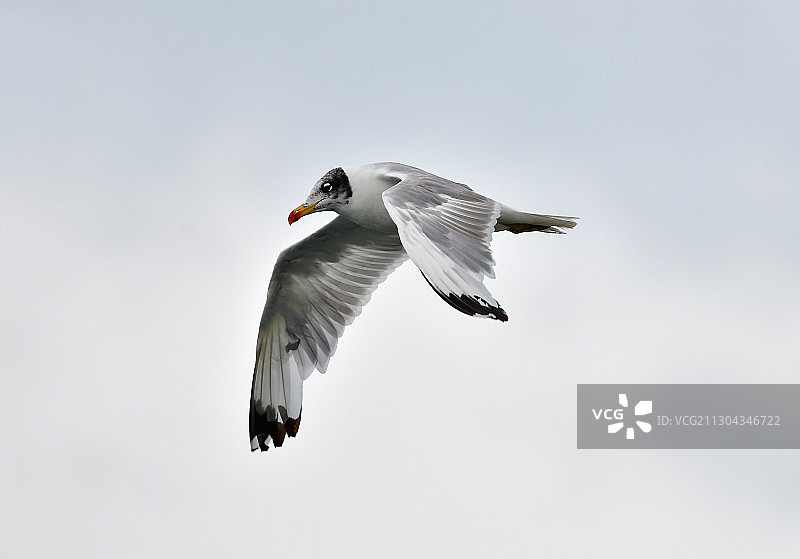 青海湖中飞翔的渔鸥图片素材