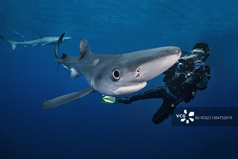 戴水肺的潜水员在给一只蓝鲨拍照图片素材