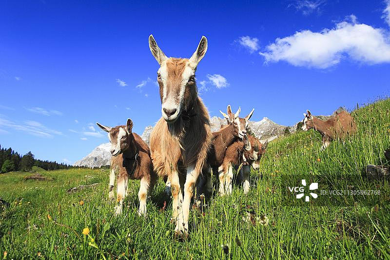 阿尔卑斯山的家养山羊，山羊，山羊，雌性和幼小的动物，阿尔卑斯山，阿彭策尔，瑞士，欧洲图片素材