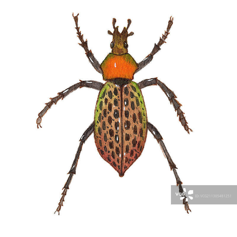 手绘水彩甲壳虫昆虫素材元素插画图片素材