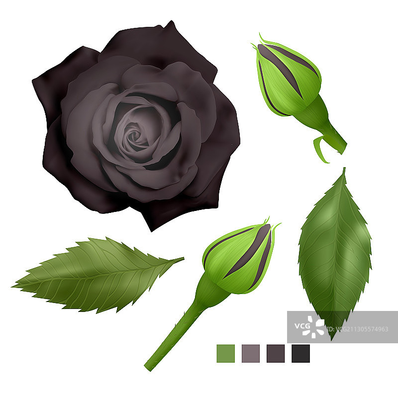 现实的黑色玫瑰在白色背景的叶子图片素材
