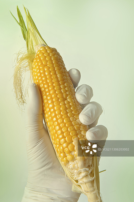 转基因玉米，概念形象图片素材