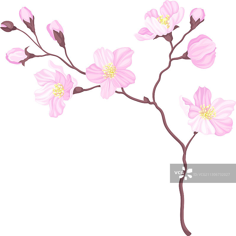 枝上盛开着粉红色的樱花图片素材