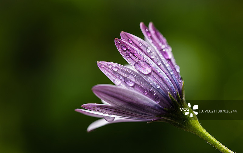 湿紫色花朵的特写，土耳其图片素材