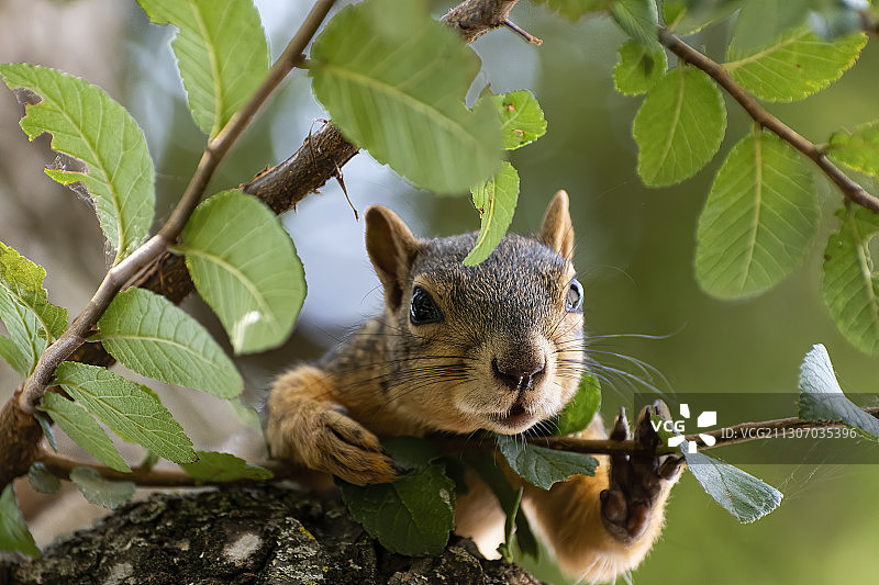 树上松鼠的特写，葡萄藤，美国德克萨斯州，美国图片素材