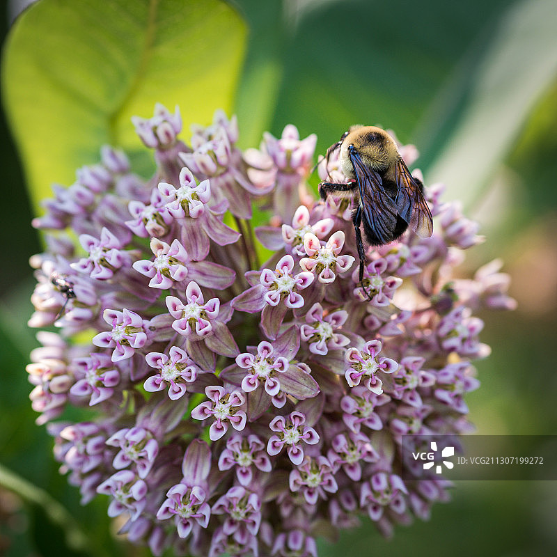 蜜蜂在紫色花朵上授粉的特写，玻利瓦尔高地，美国图片素材