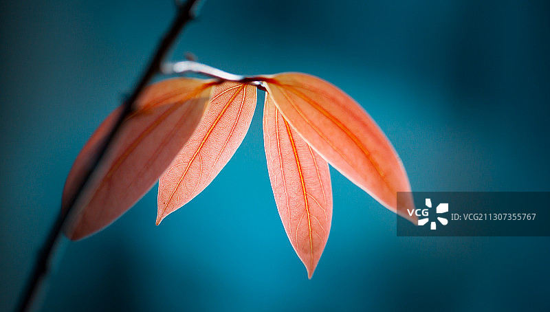 深秋的片片红叶在一抹阳光下，显得十分美丽图片素材