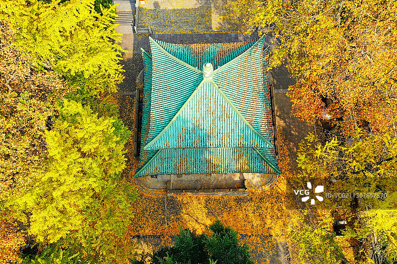 俯瞰金色银杏叶中的览胜楼屋顶图片素材