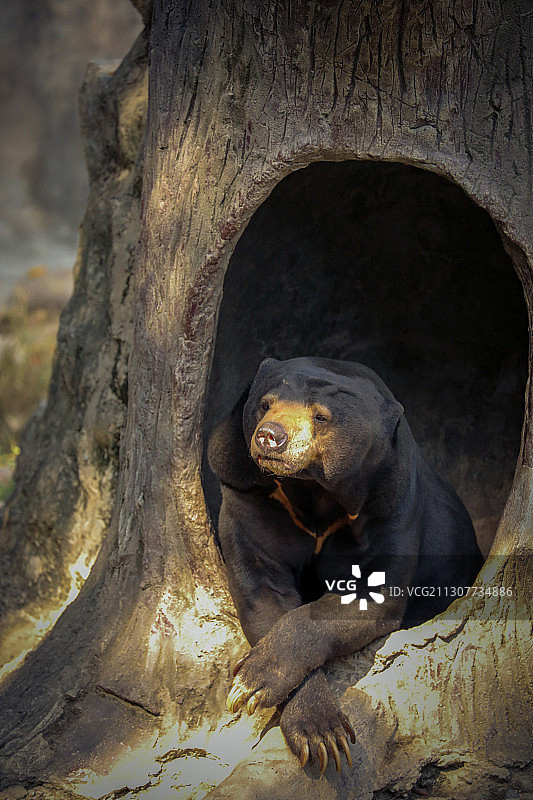 阳光下在树洞里惬意休闲思考的黑熊图片素材